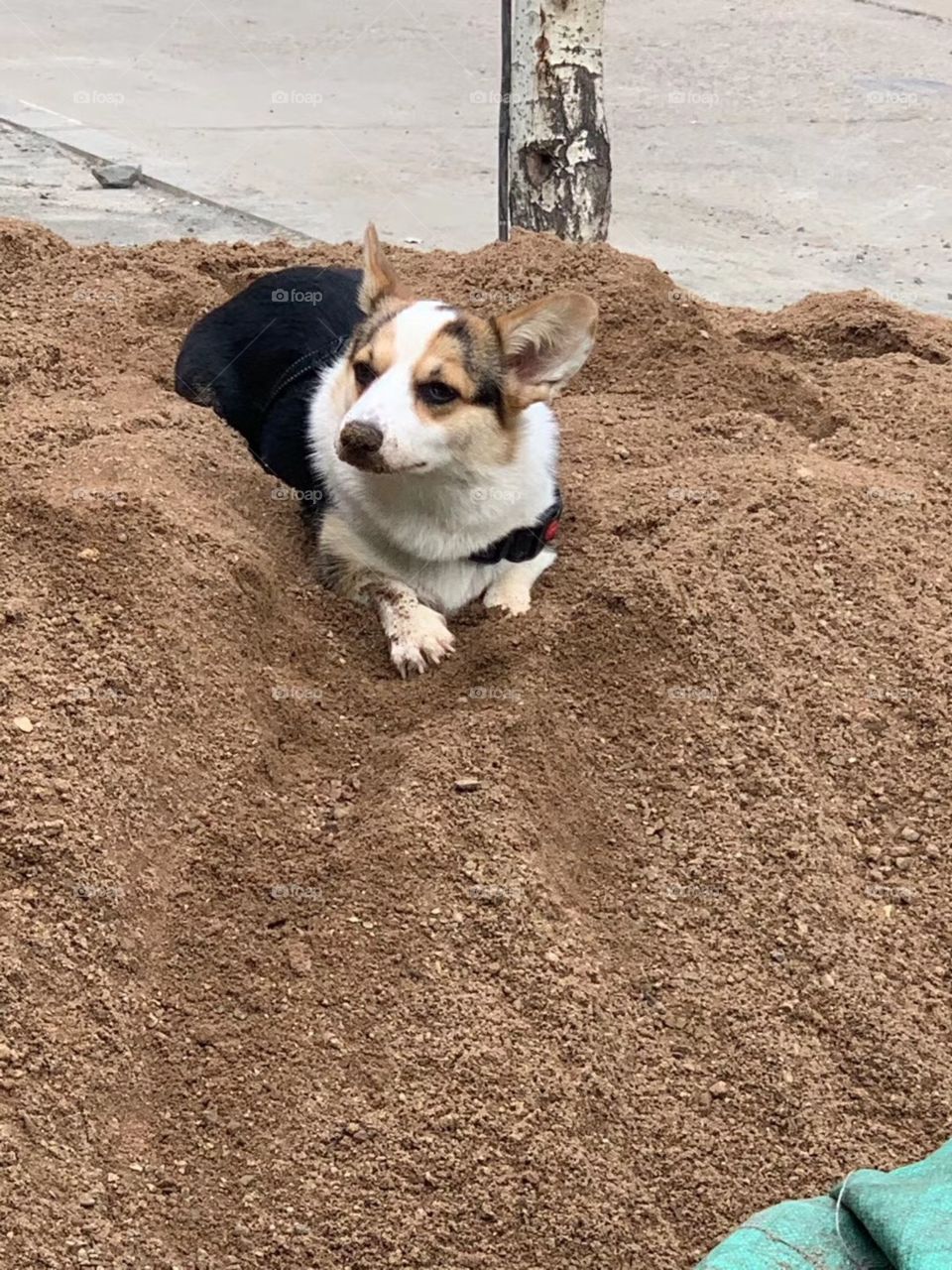Corgi