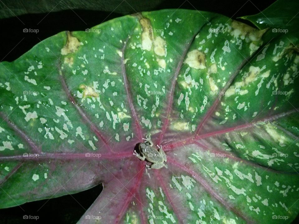 Coqui on leaf
