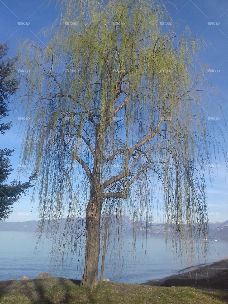 willow on garda lake