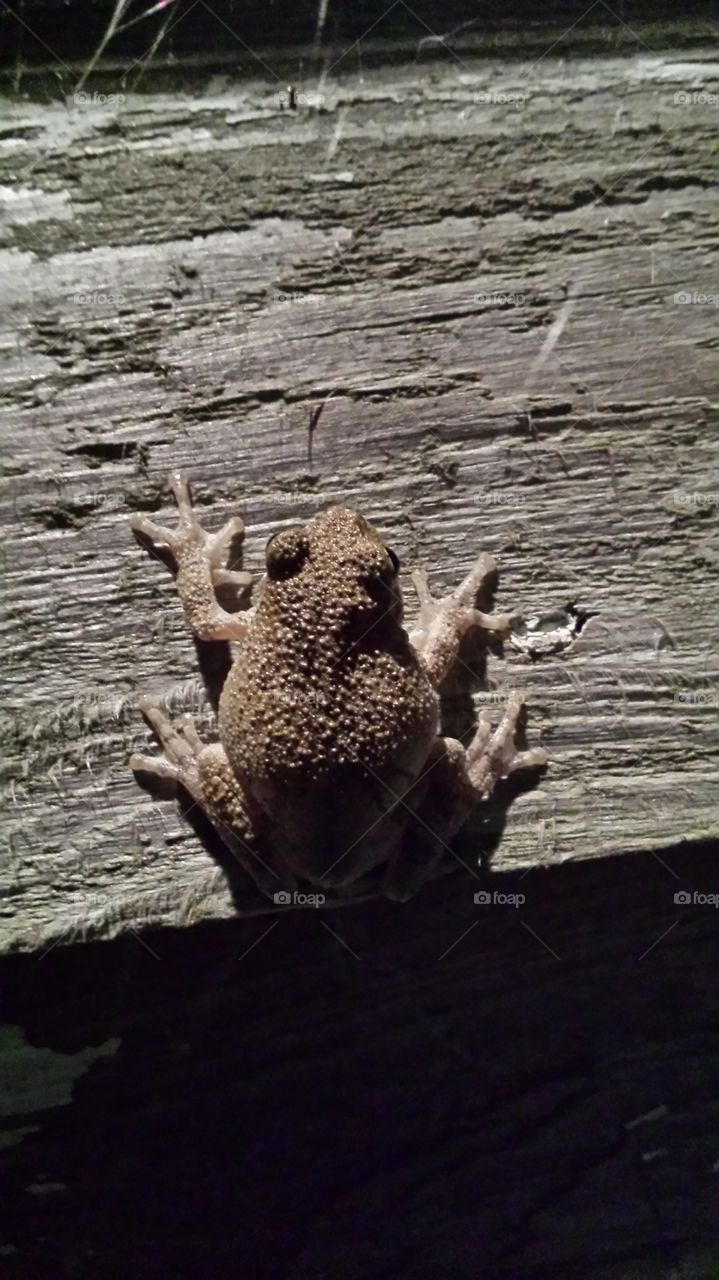 Frog on wall