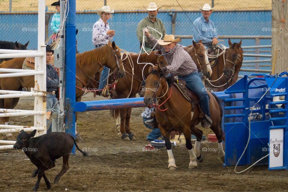 Cowboy Roping Calf at Rodeo