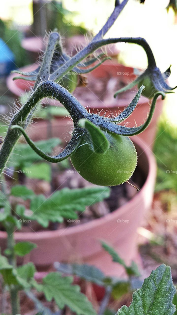 Unripe Tomato. Fruit