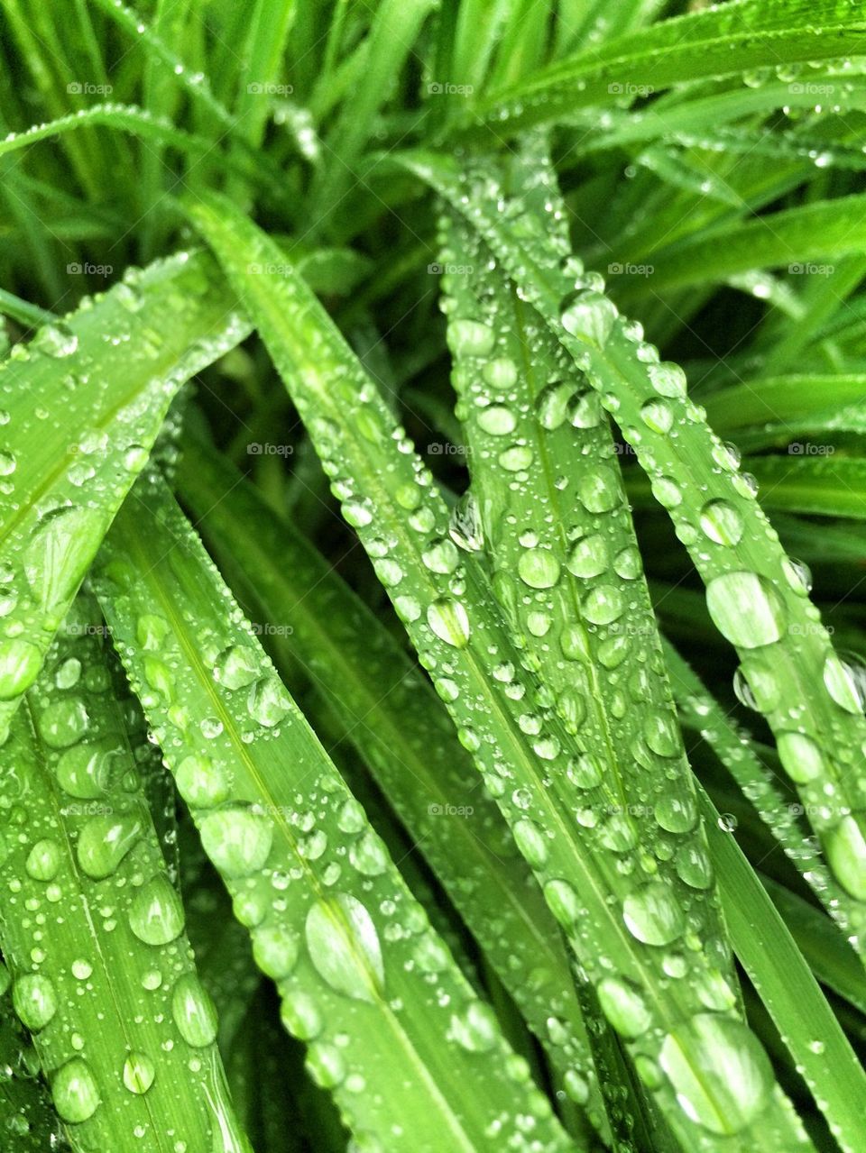Wet weeds