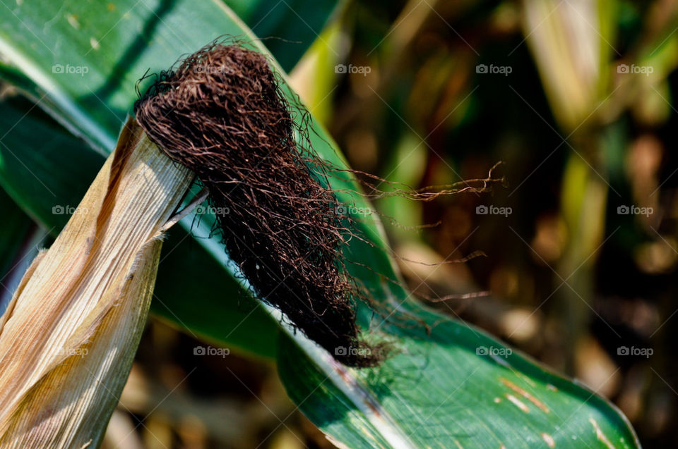 green yellow brown agriculture by refocusphoto