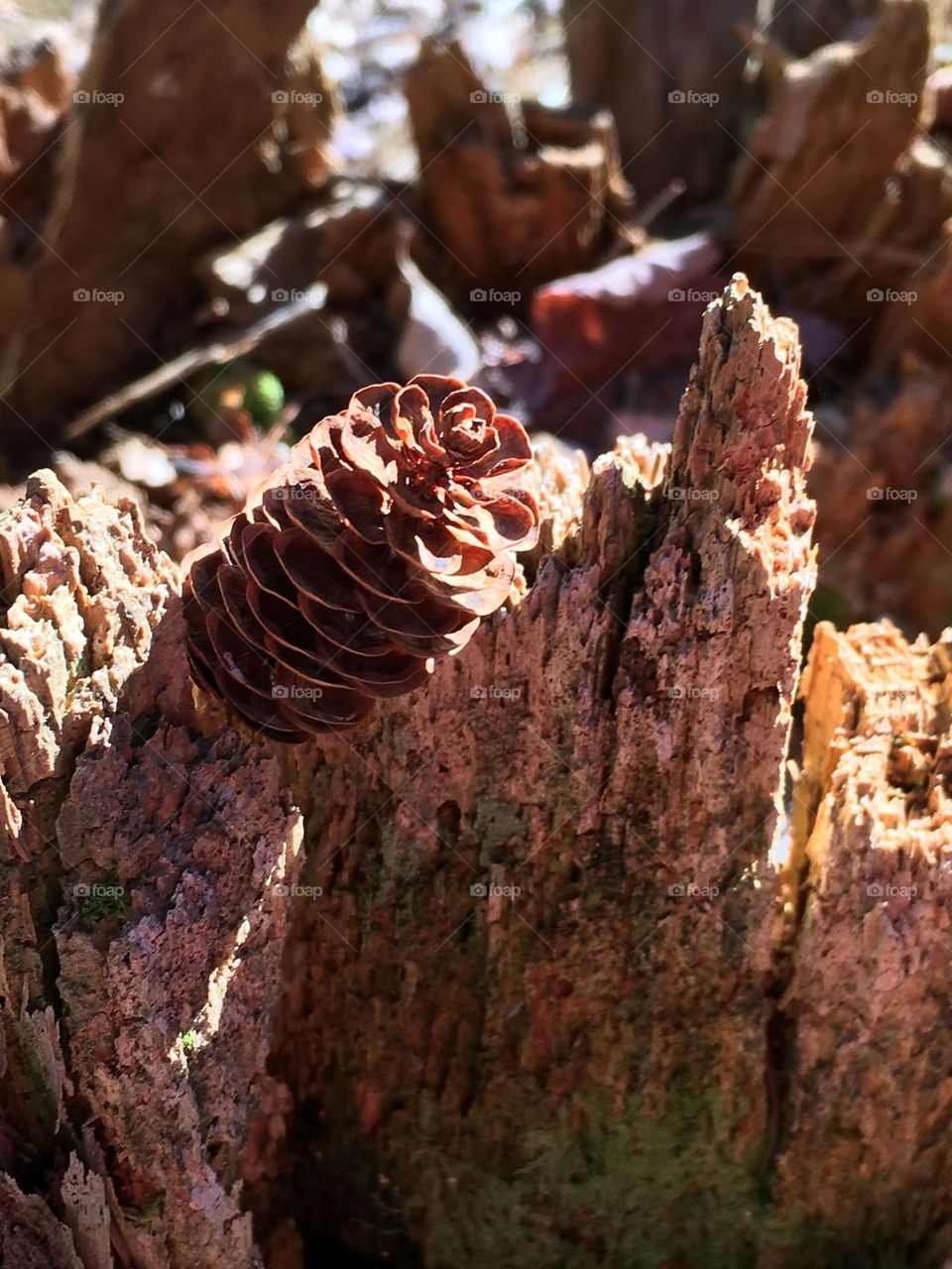 Sun sets over a small pine cone on an Autumn evening.