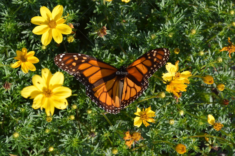 Beautiful Butterflies 