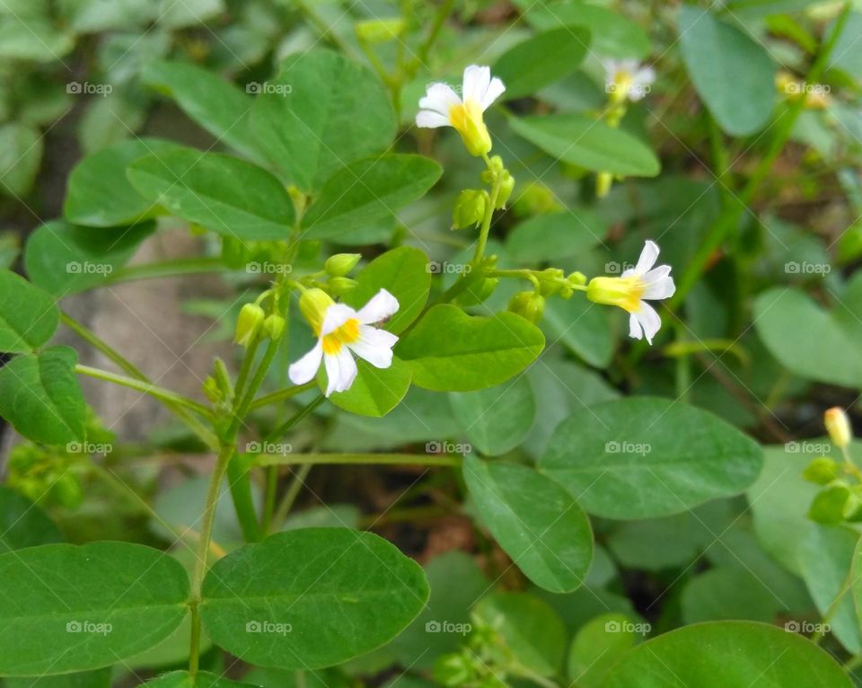 White flower on the garden