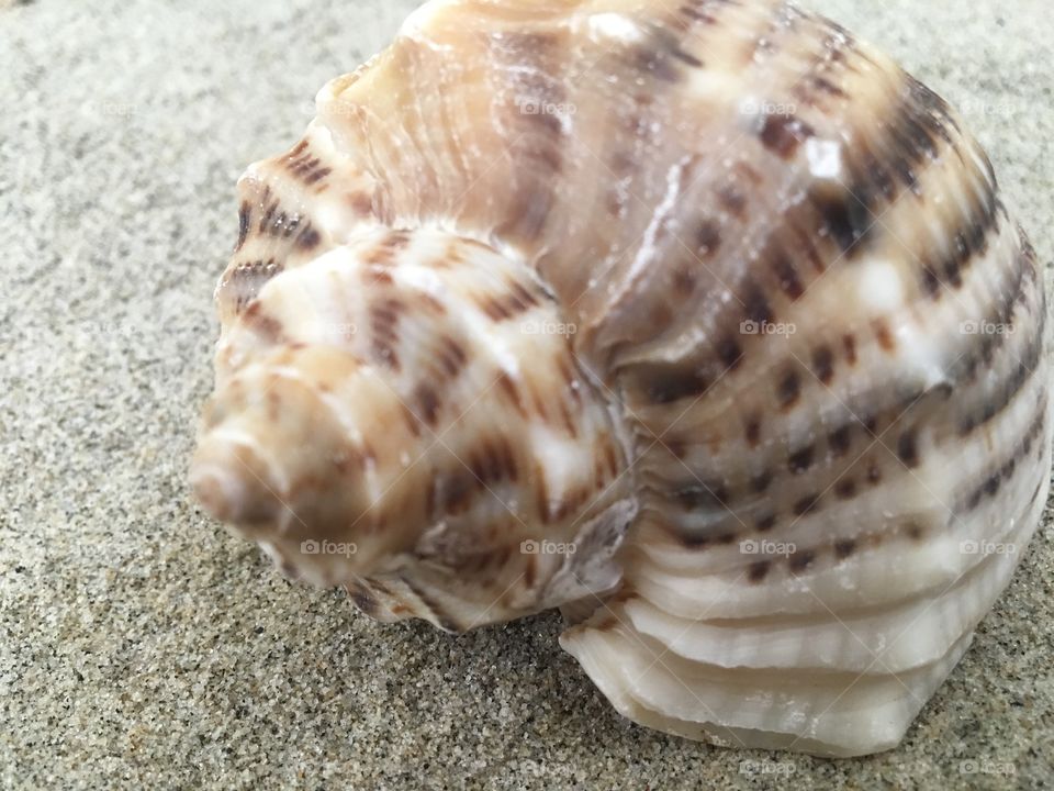 shell