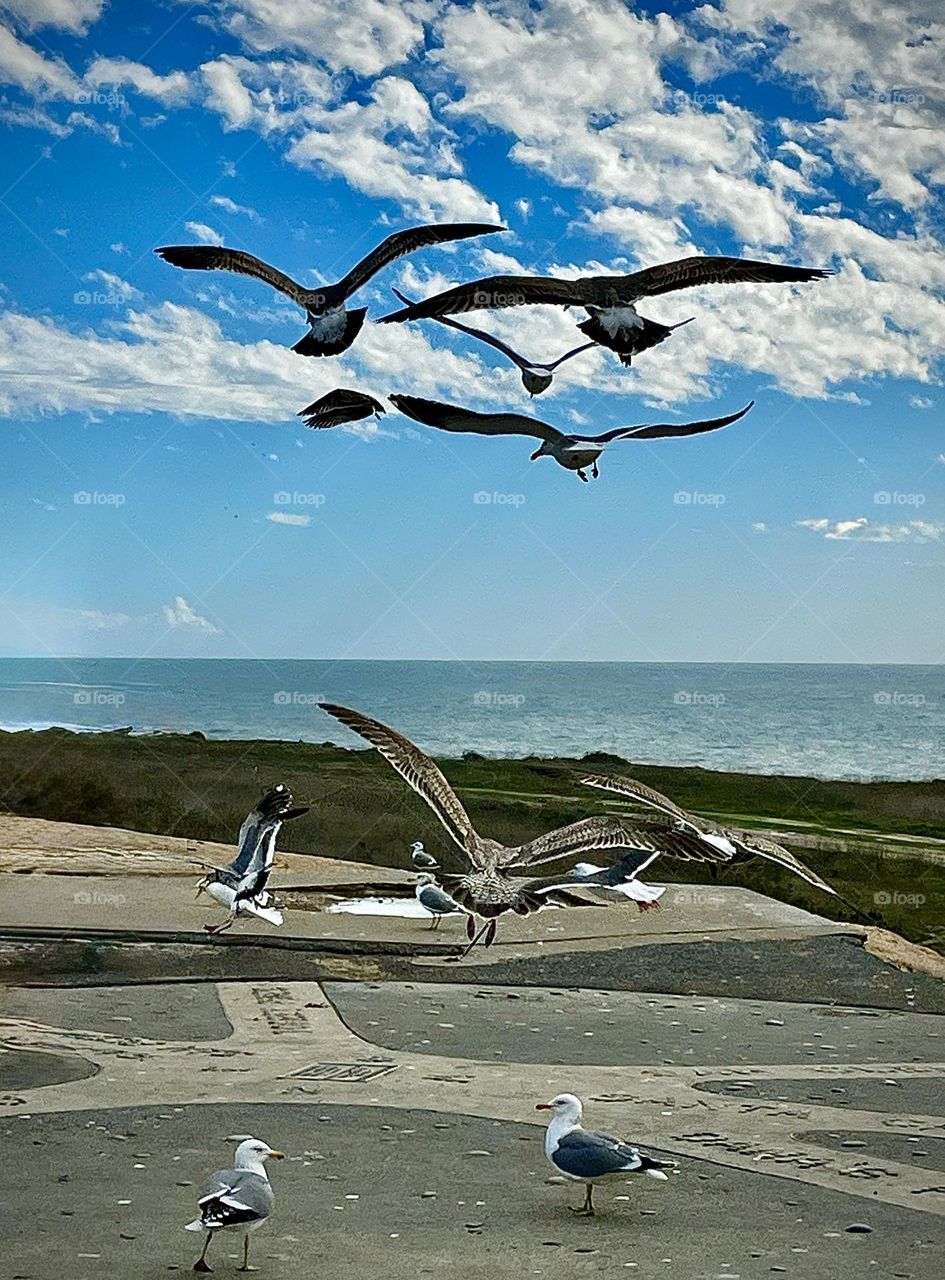 Western Gull in Flight