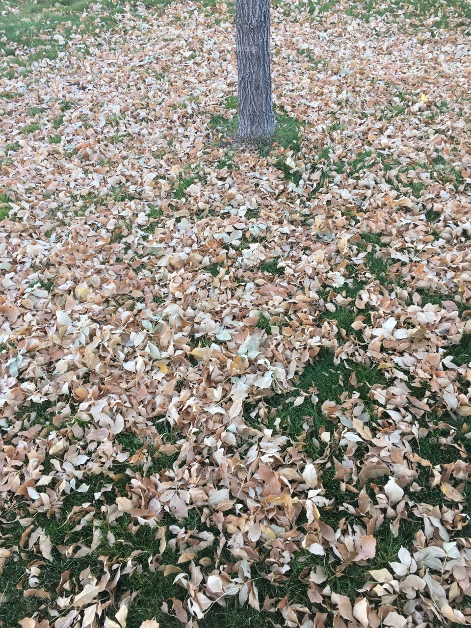 Fall leaves 
