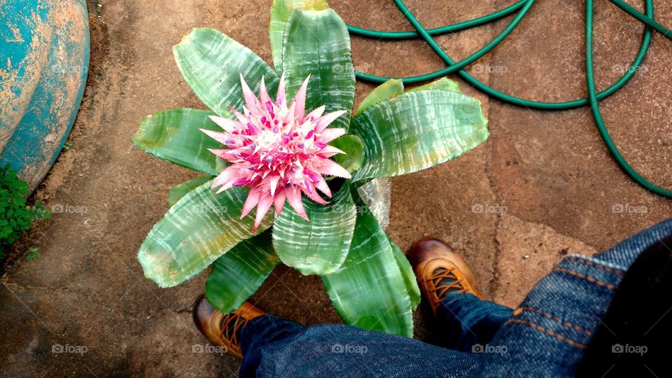 O mundo é mais bonito com as plantas que enfeitam a vida.