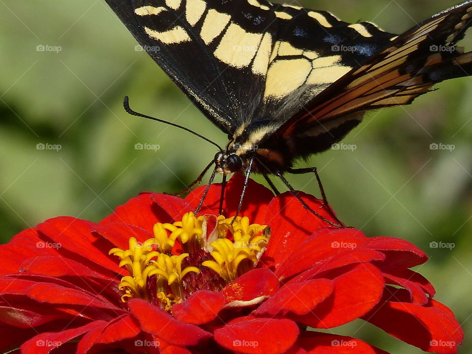 Lots of butterfly legs