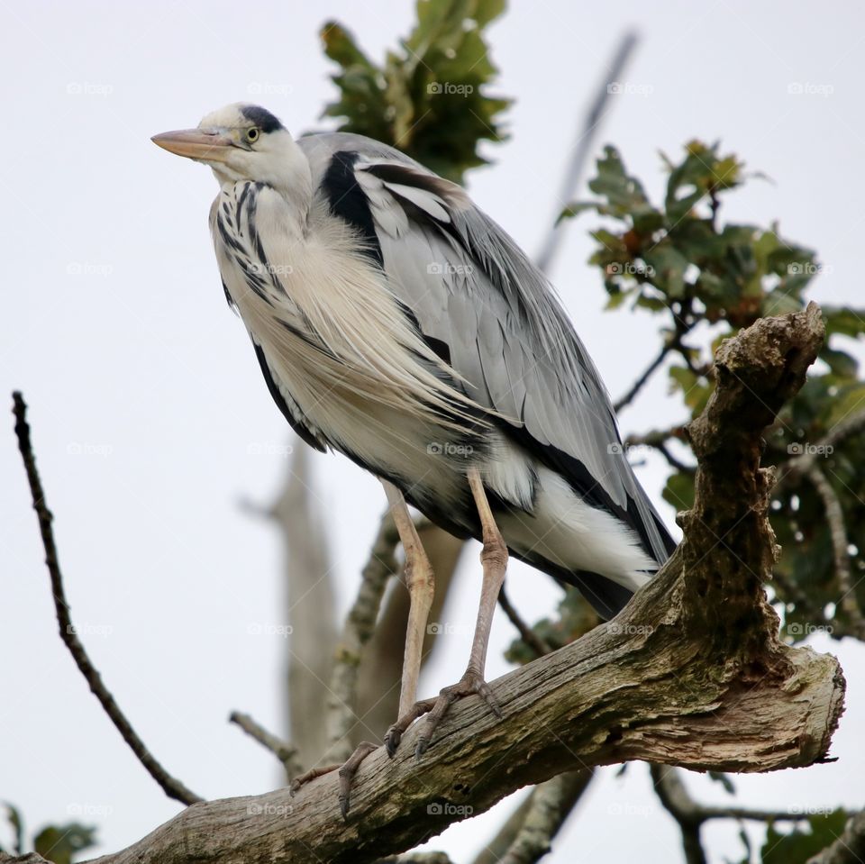 gray heron on a branch
