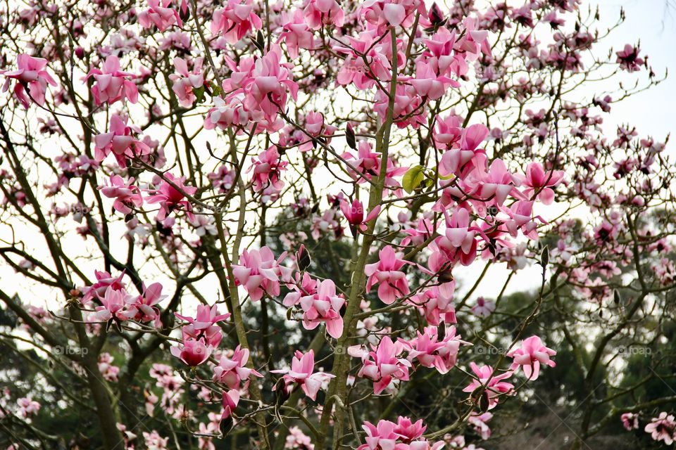 Magnolia Flowers 