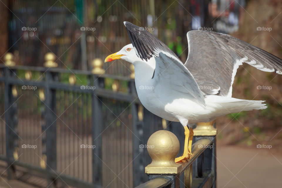 Gull with open wings perched on a fence and ready to fly