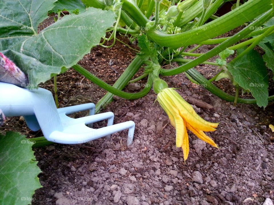 I put some seeds in the soil from the pumpking I bought last year. It worked perfectly and I now have a
lot of pumpkin plants in my garden.