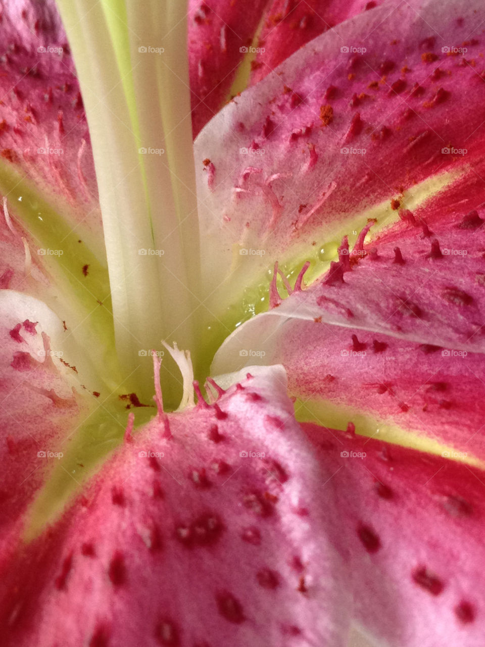 nature pink flower closeup by cabday