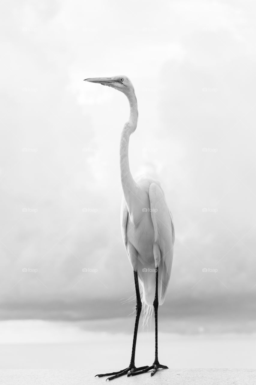 Portrait of beautiful white egret bird by the ocean, black and white 