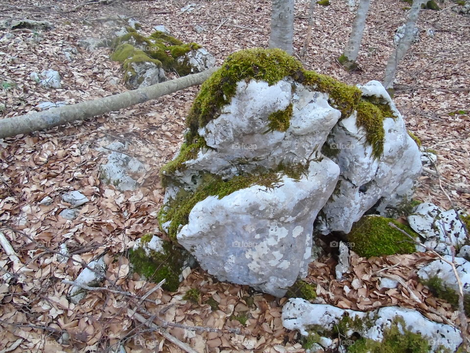 Nature, Stone, Environment, Leaf, Rock