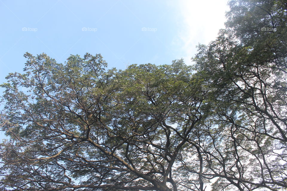 the old tree behind uncle's house. Cloudy and blue sky. love this atmosphere.