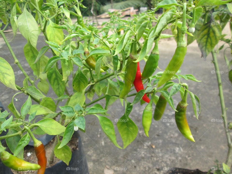 chili