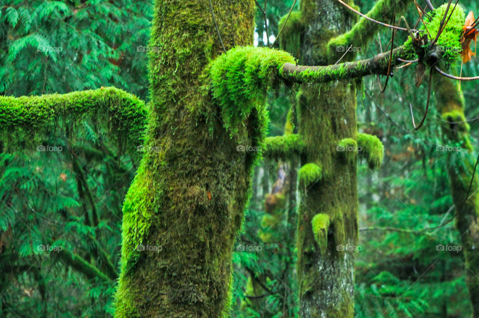 Mother Nature grows glorious rainforests on the Northwest Pacific Coast! These forest are greenest in the winter when the coastal rain falls torrentially! The big giants firs, hemlocks, cedars with their moss & lichens are every shade of green! ๐