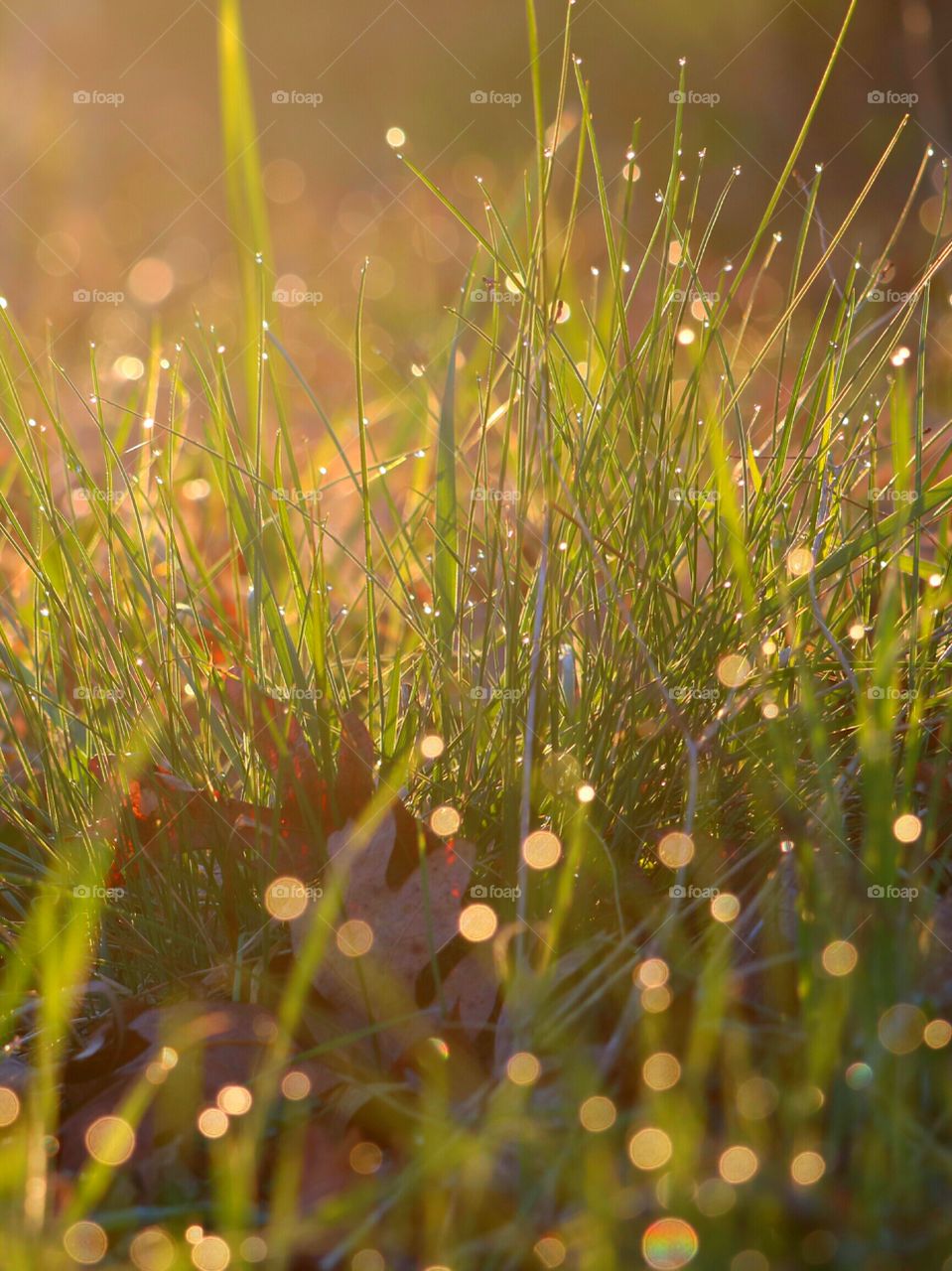 Dew shining on grass