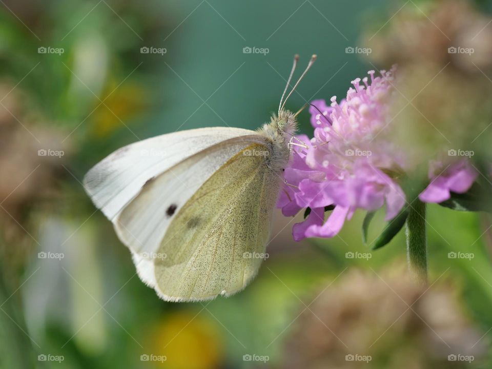 Butterfly on flower