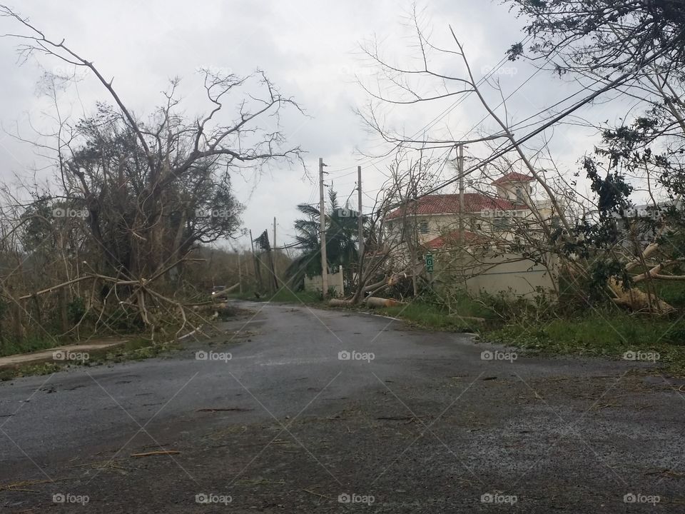 Tree, Storm, No Person, Wood, Calamity