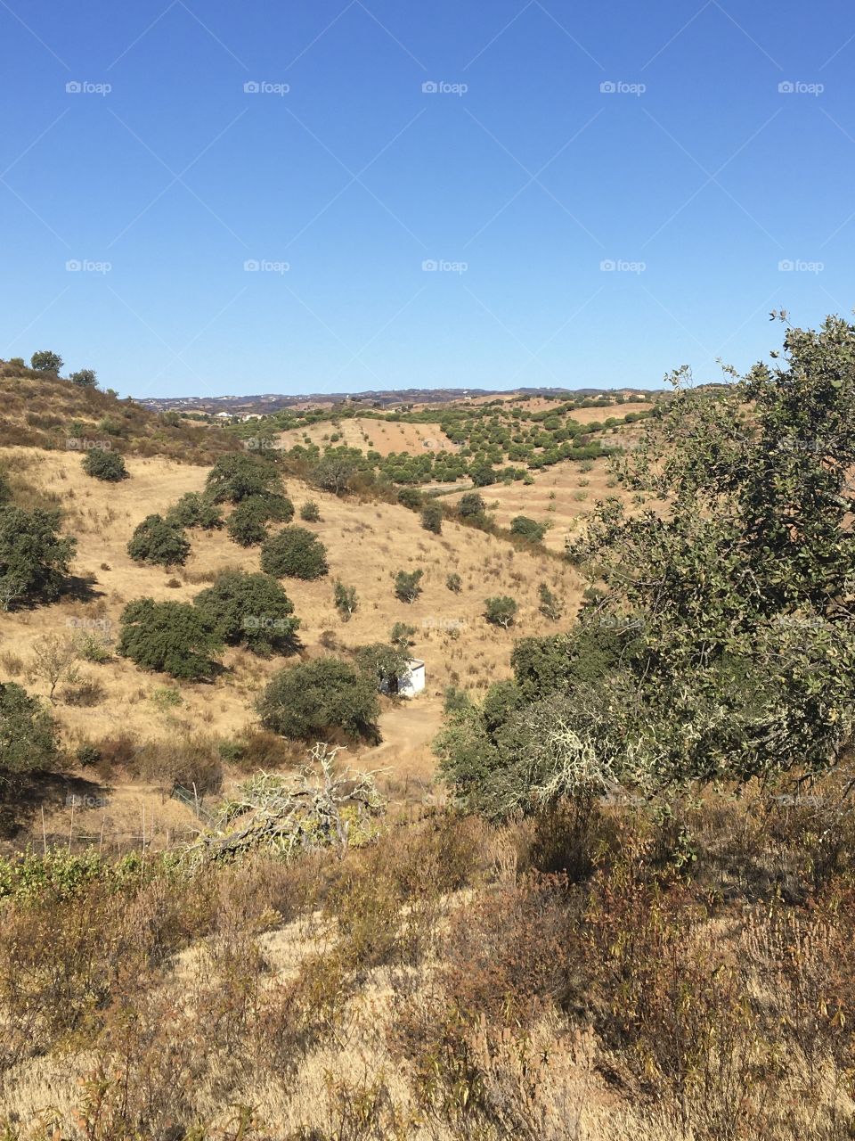Summer vegetal and dry landscape from Algarve