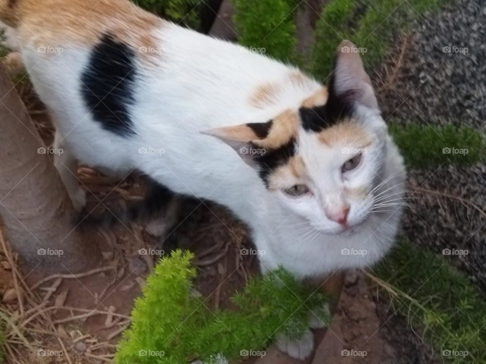 Beautiful cat looking at camera.