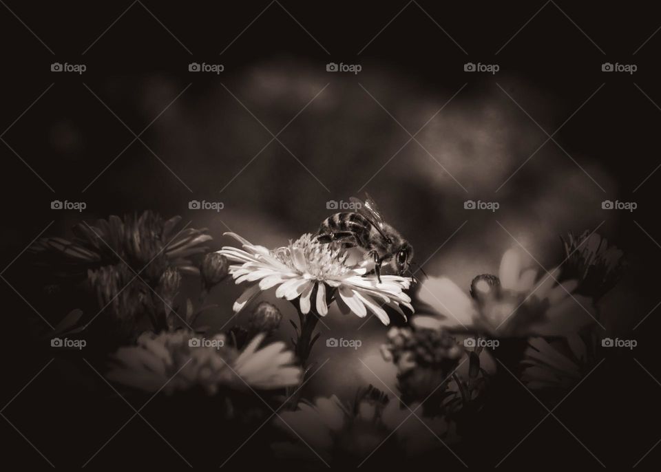 Bee in black and white