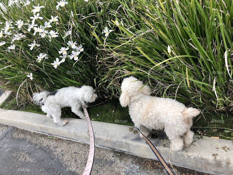 2 dogs on a spring walk.