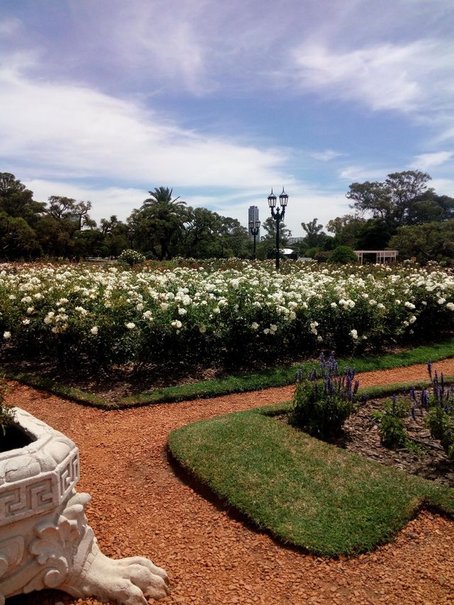 flores#flowers