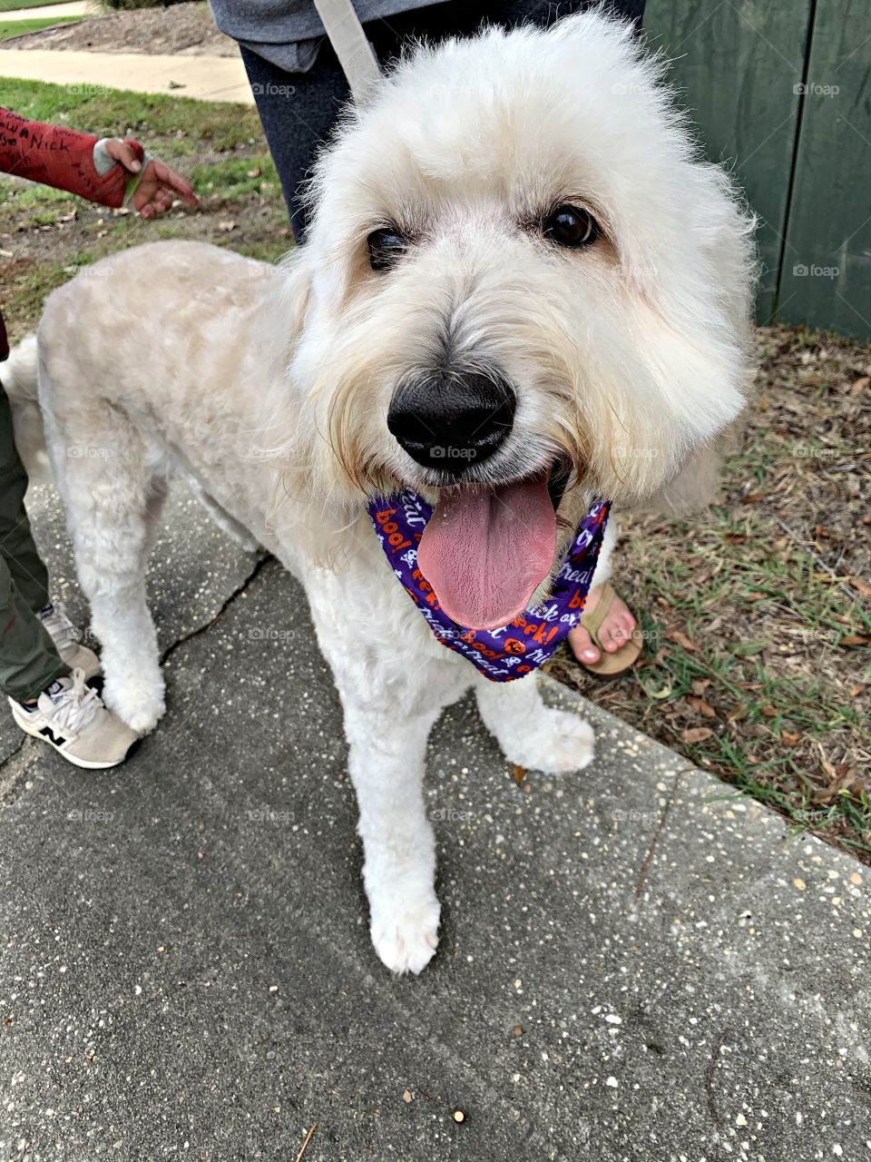 Dog of the USA - Happy smiling dog. Dogs in the United States have significant popularity and status – they are often treated as family members.