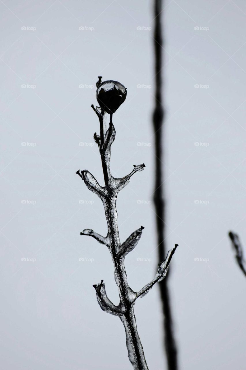 Frozen branch