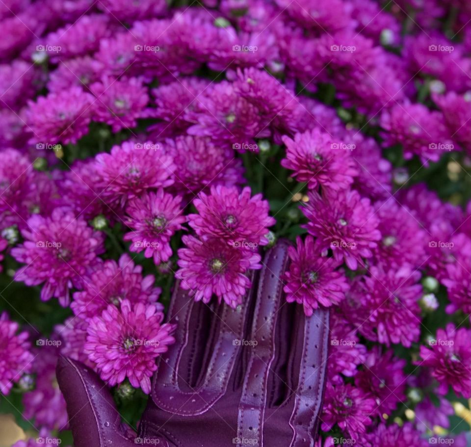 Magenta Glove admiring Magenta Mums