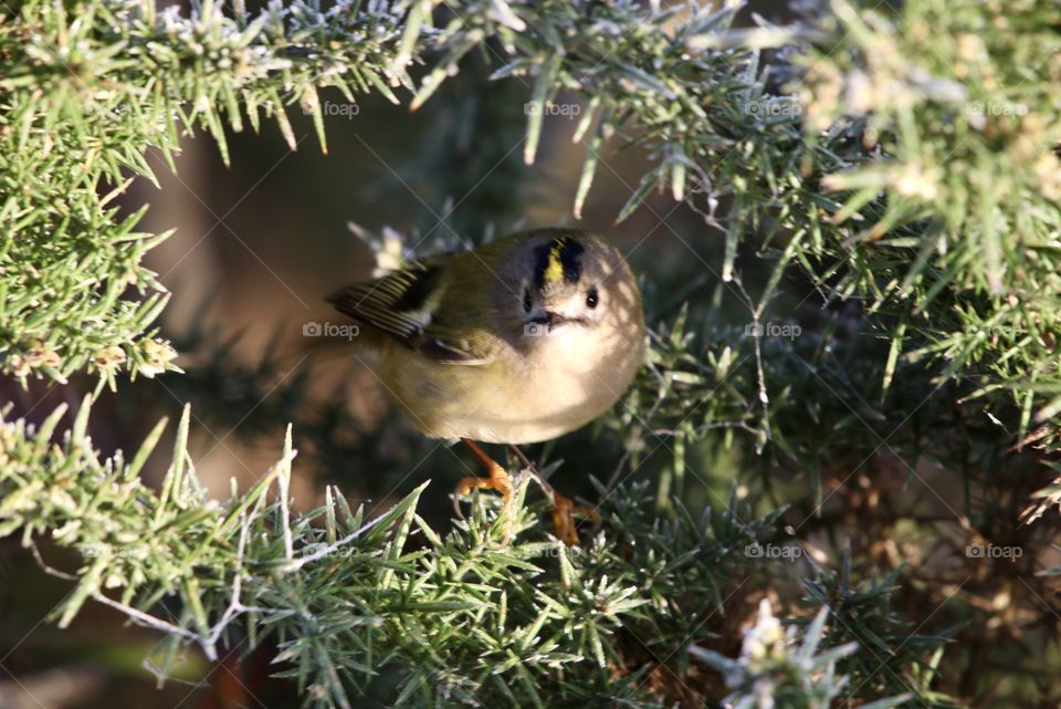 goldcrest
