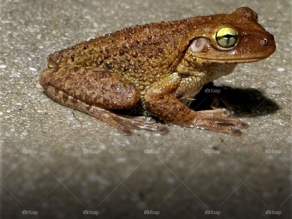 Cuban Tree frog on a rainy evening.