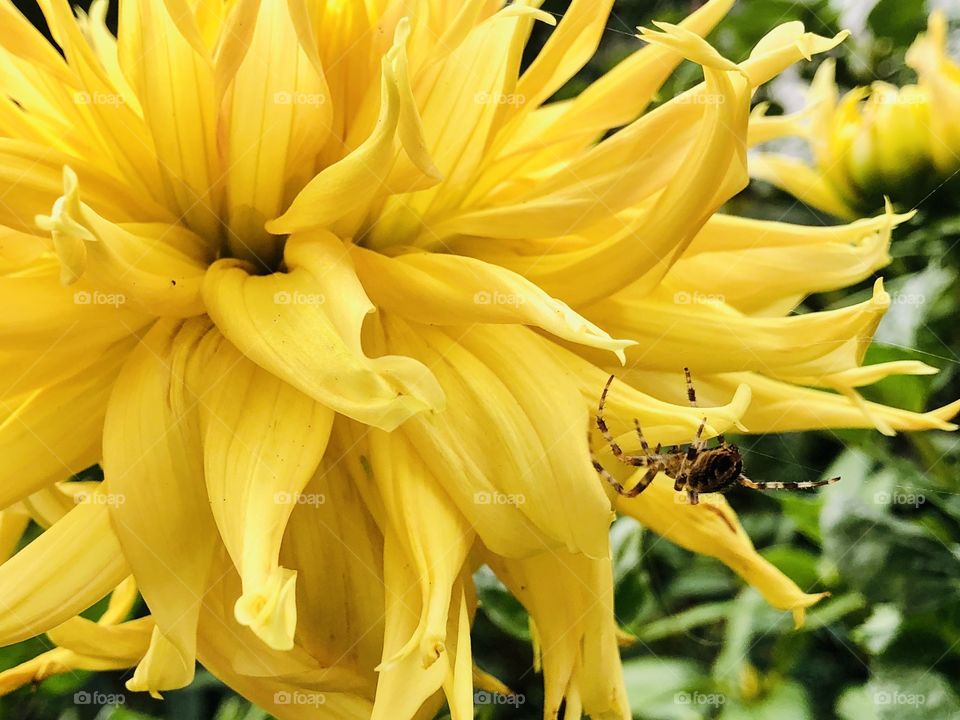 Beautiful Golden Yellow Dahlia Flower Close Up Spotted Spider 