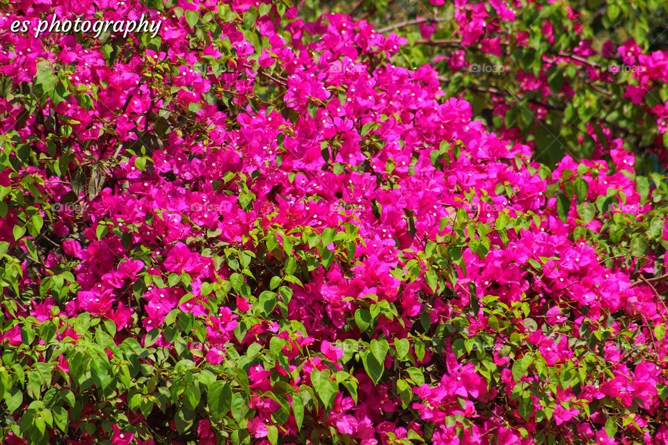 pink flowers landscape cover