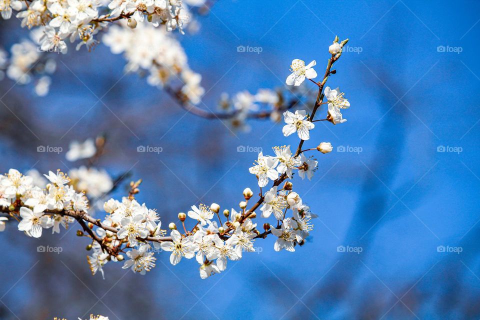 Spring white blooming branch of a tree