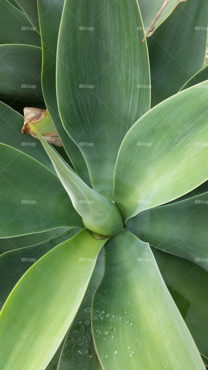 Large Succulent . Foggy Dew on Succulent