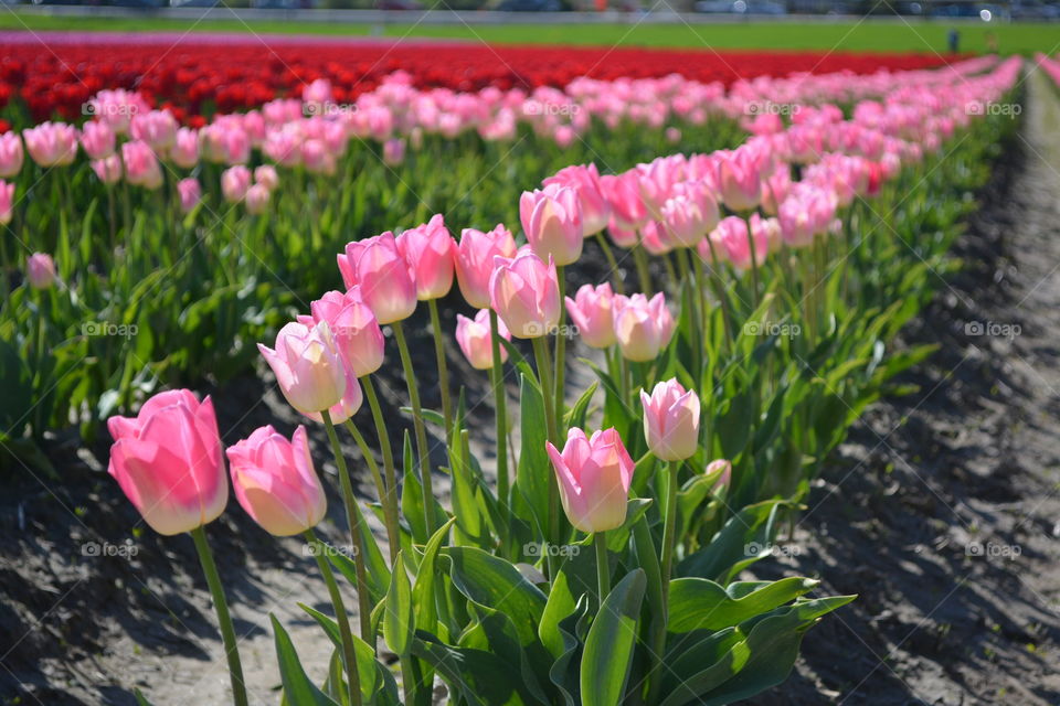 Tulip field 