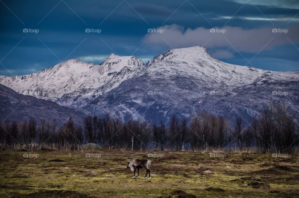 Reindeer