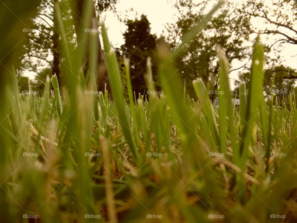 grass