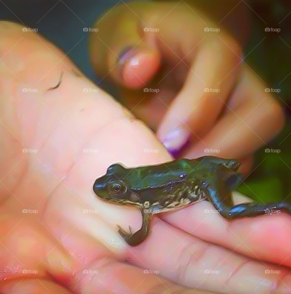 Froggy friend. Kids playing with a frog they found near a creek