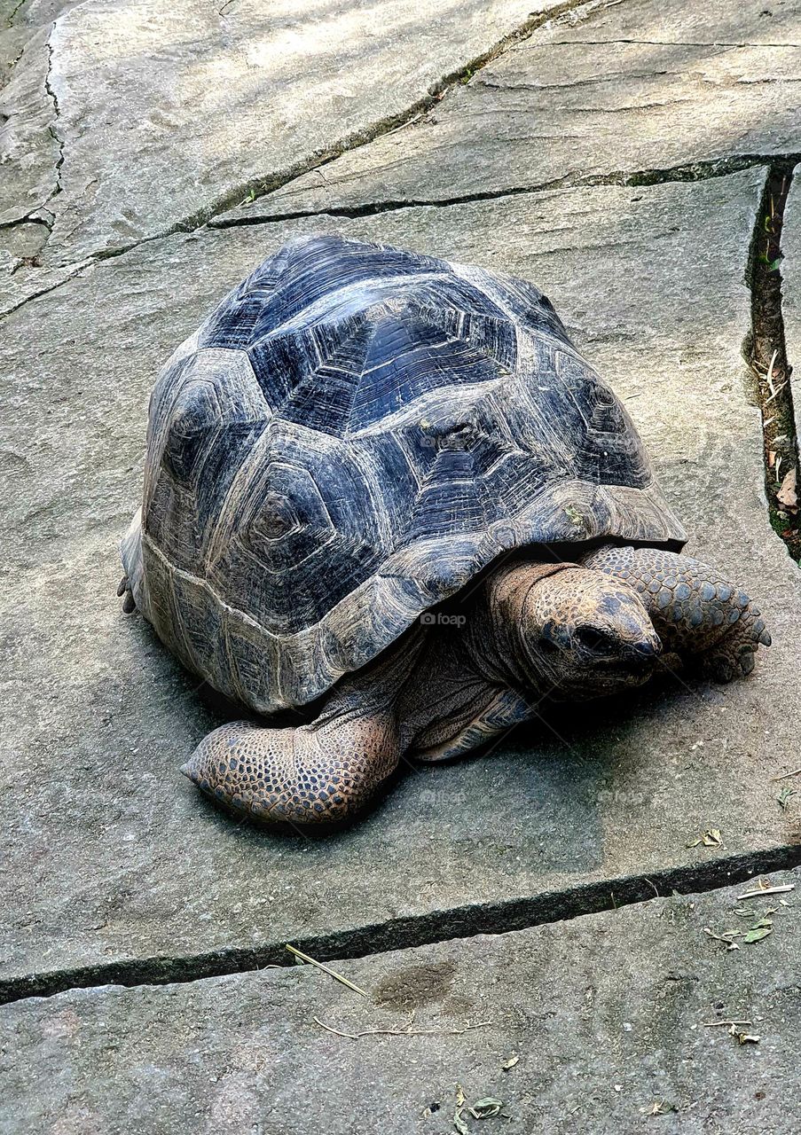 Large Tortoise