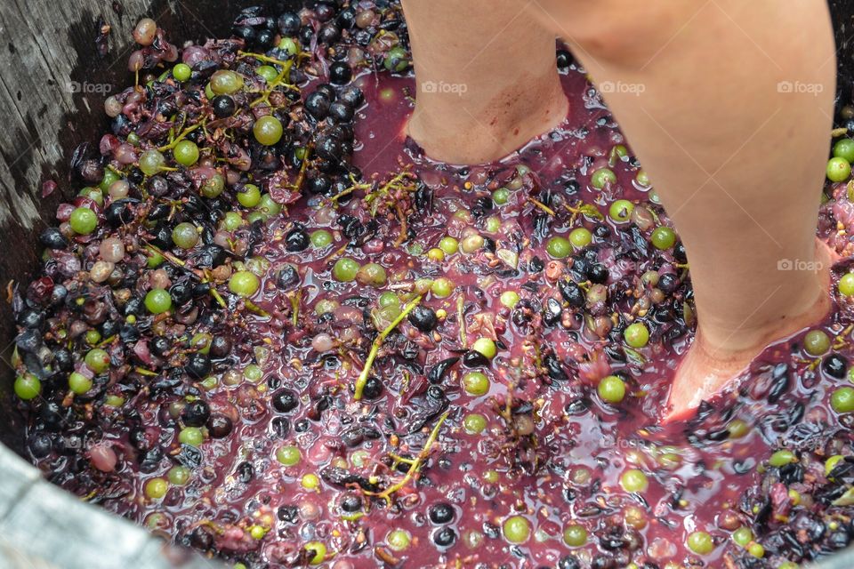 Grape Stomping