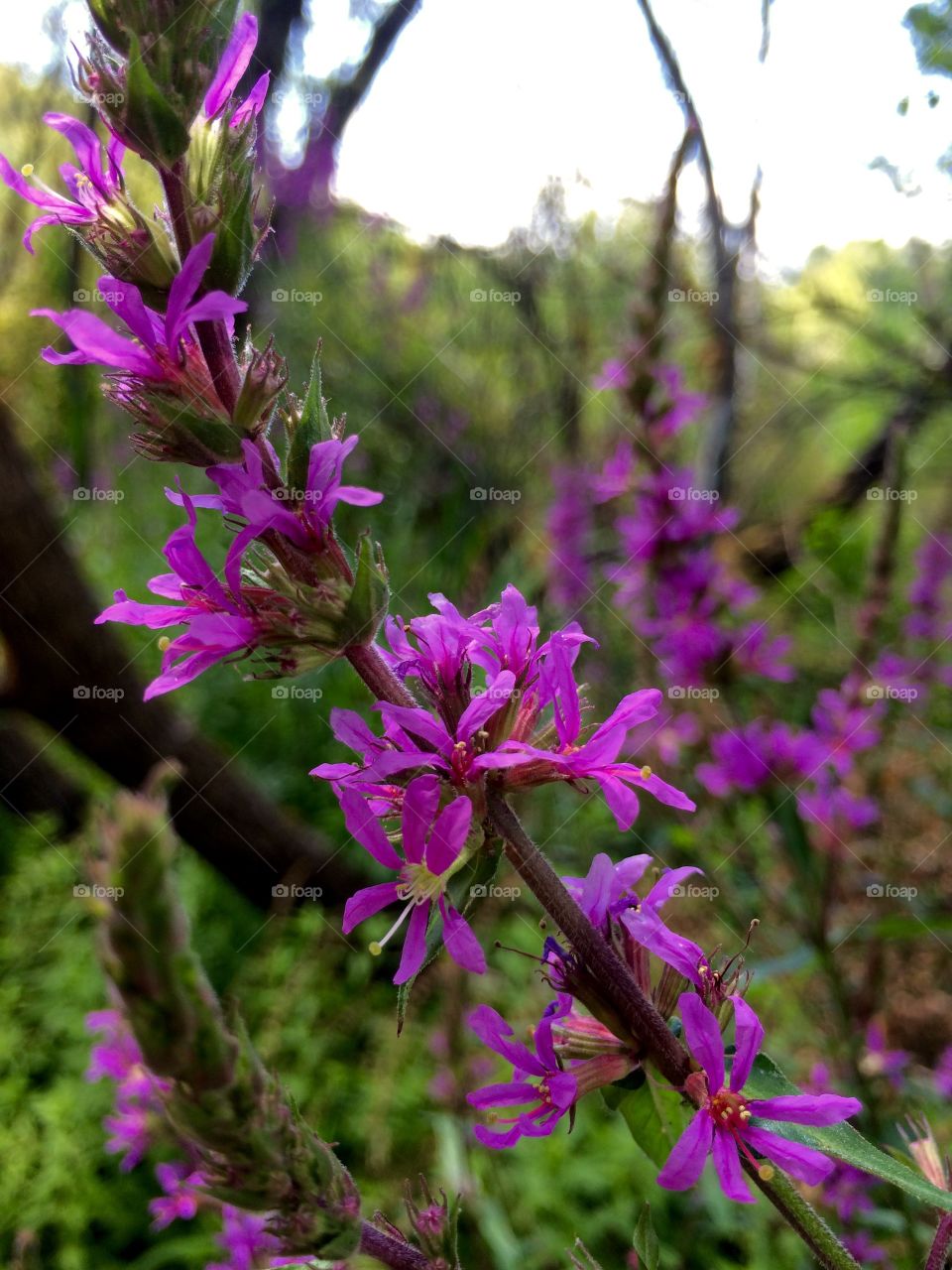 Purple flowers 